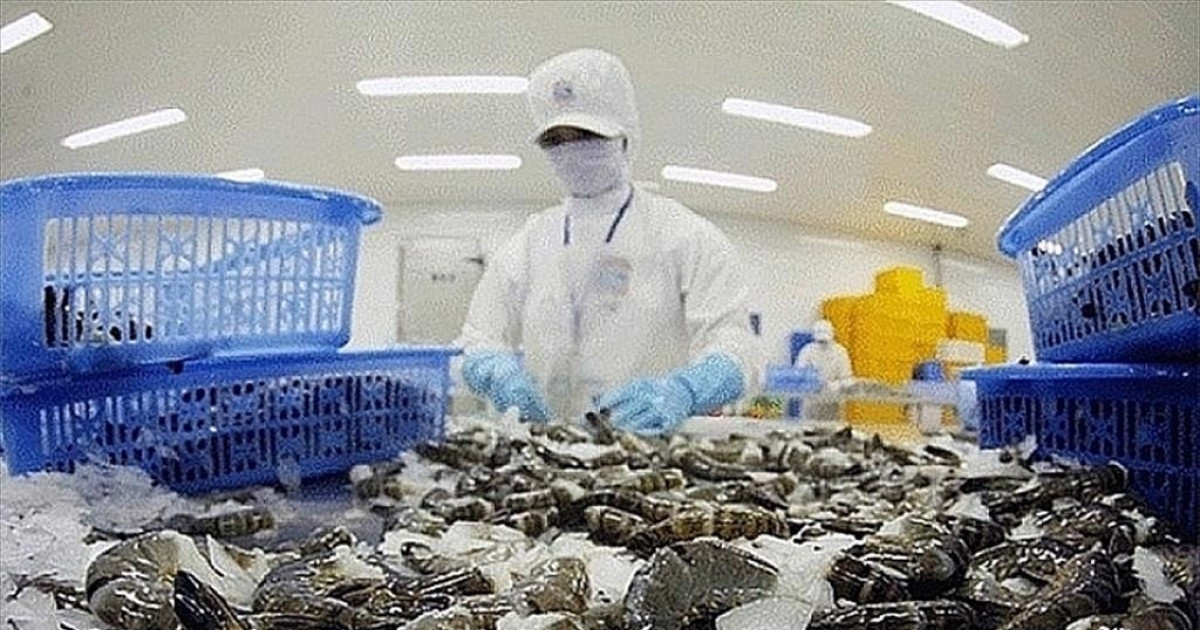 Thị phần xuất khẩu sang Mỹ gần như bằng 0, 'ông lớn' ngành tôm báo doanh thu bùng nổ gấp 2 lần