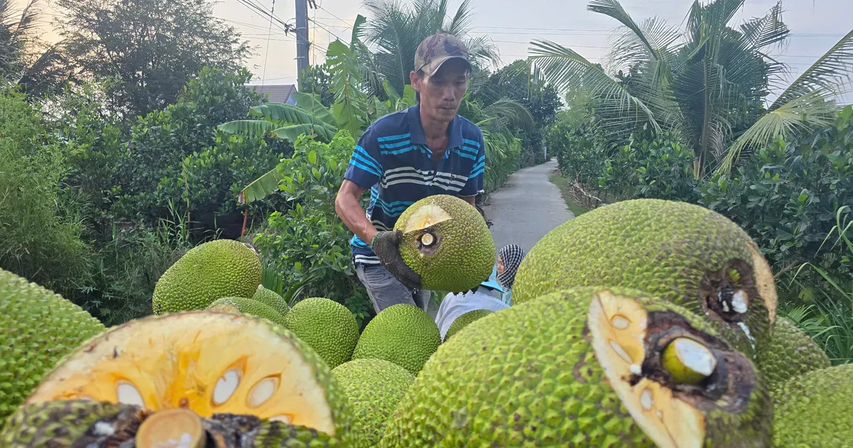 Nhiều loại trái cây rớt giá 'không lối thoát'