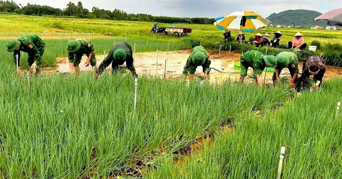 Vựa rau lớn nhất Nghệ An chìm trong biển nước, nông dân gồng mình nhổ ...