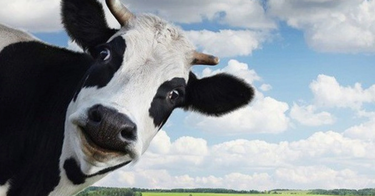 Khối ngoại rót gần 800 tỷ đồng gom cổ phiếu Vinamilk