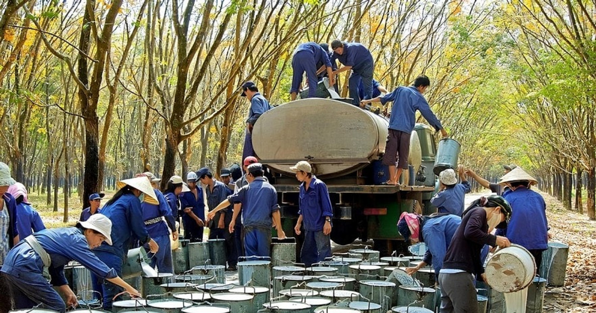Ôm quỹ đất 394.000ha, ông lớn ngành cao su ước lãi 6.400 tỷ sau 10 tháng