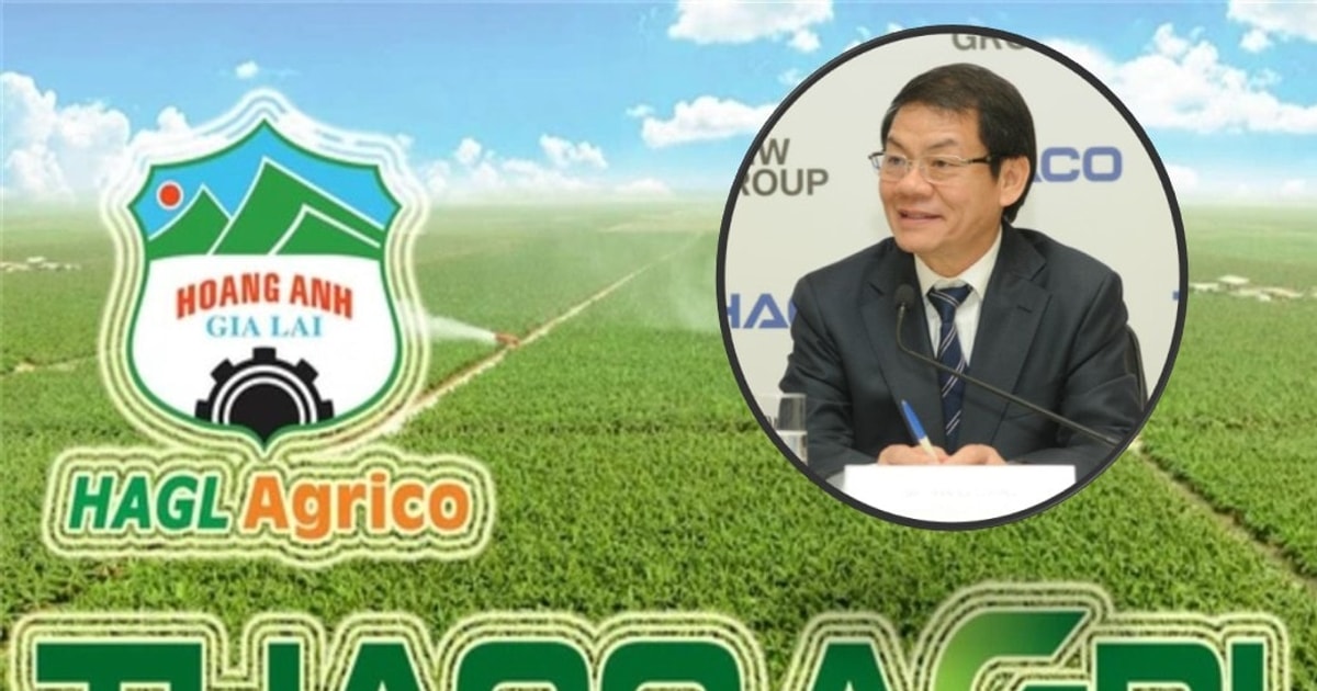 Bán hàng cho ‘người nhà’, HNG lỗ lớn còn THACO AGRI lãi đậm: Câu chuyện trái ngược tại hệ sinh thái của ông Trần Bá Dương