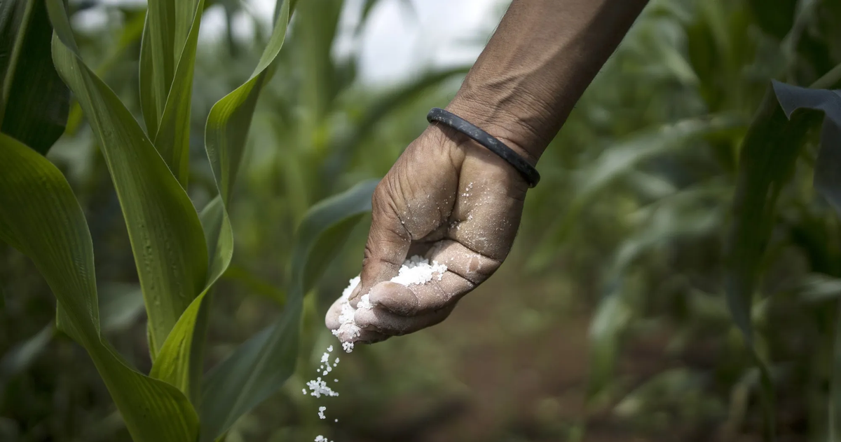 Giá phân bón tăng 83%, 'ông lớn' số 1 thế giới phải sang Việt Nam tìm nguồn cứu trợ khẩn cấp