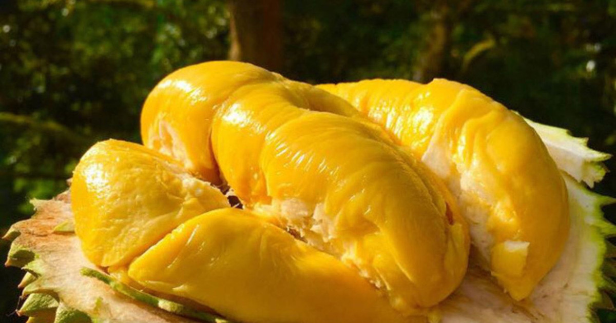 Giá sầu riêng chạm đáy lịch sử: Loại thường 3.000 đồng/quả, Musang King ...