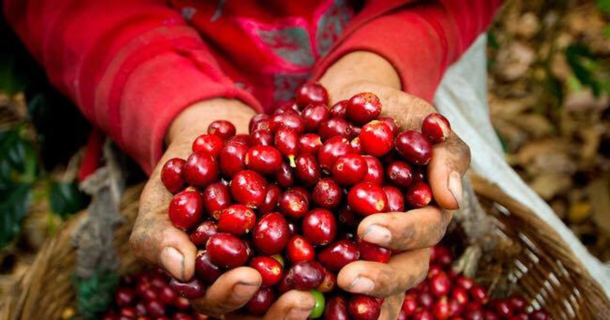 'Tuyệt chiêu' giúp giá cà phê Việt Nam tăng gấp 3 lần mà ít ai ngờ tới