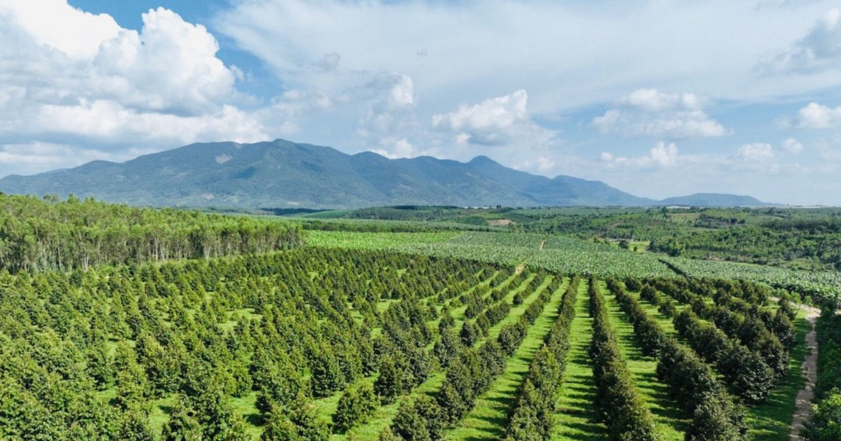 Sầu riêng Việt Nam đón tin vui kép từ hai thị trường tỷ dân Trung Quốc và Ấn Độ