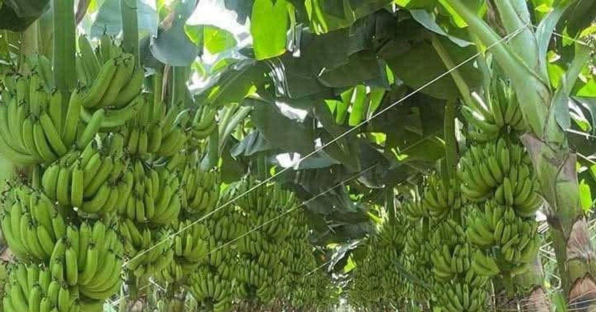 Nhờ đặc quyền 0% thuế nhập khẩu vào thị trường tỷ dân, một loại quả quen thuộc thu gần 7.000 tỷ đồng cho ngành nông nghiệp Việt Nam