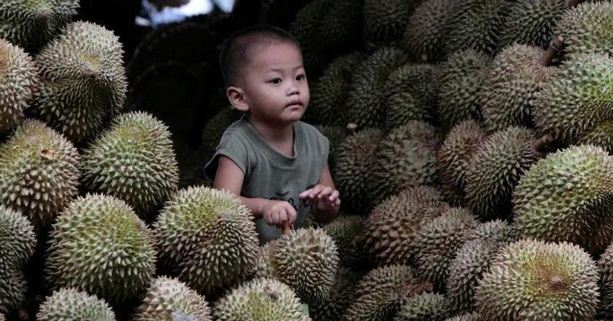 Malaysia muốn đàm phán mở tuyến đường bộ qua Việt Nam và Thái Lan để rút ngắn thời gian đưa sầu riêng sang Trung Quốc