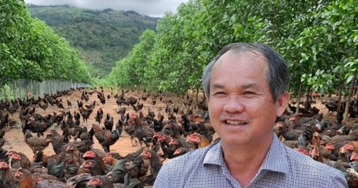 Bầu Đức từng thử nuôi 100.000 con gà ăn chuối, hiện thực tế ra sao?