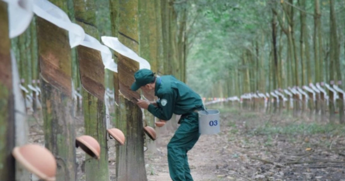 Cao su Tây Ninh (TRC) ghi nhận doanh thu cao nhất 55 quý
