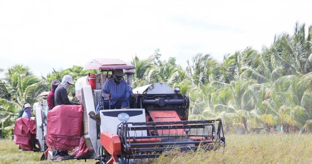 Trung Quốc chi nửa tỷ USD mua 1 triệu tấn gạo từ Việt Nam để làm thức ăn chăn nuôi