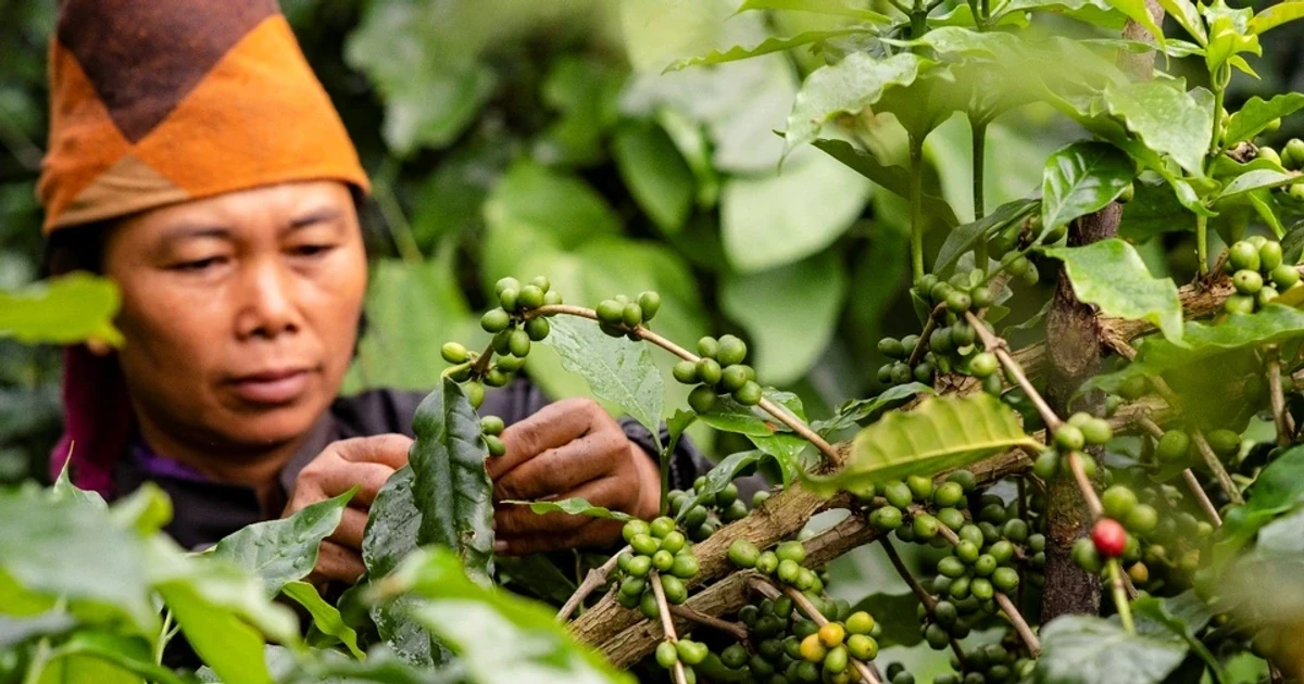 Không phải gạo hay sầu riêng, một loại nông sản Việt Nam sắp lên sàn đấu giá tại Mỹ ngay tháng 11