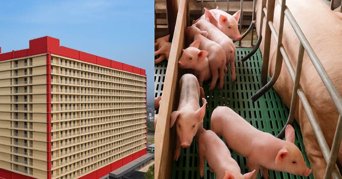 Sau ‘chung cư nuôi heo’ tại Hưng Yên, BAF sẽ đầu tư thêm 1.250 tỷ đồng để xây nhà máy chế biến 21 triệu con gà/năm