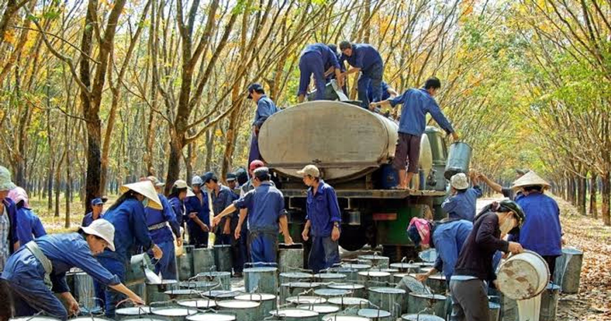 Doanh nghiệp Việt quản lý quỹ đất gần 400.000ha sắp chi 1.600 tỷ đồng cho nhà đầu tư