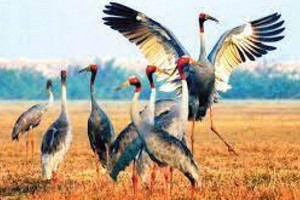 Giai đoạn cuối của đợt tăng giá "Sếu đầu đàn"