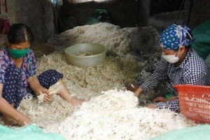 Trung Quốc mua 4.000 tấn lông gà, lông vịt để làm gì ?