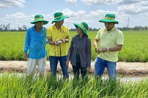 Đạm Cà Mau (DCM): Lợi nhuận vượt xa kế hoạch cả năm, cổ phiếu hướng lên đỉnh cũ
