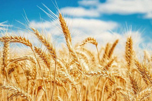 Phân tích lúa mỳ 30/7: Phản ứng tích cực trong phiên Mỹ