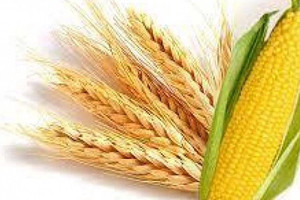 Bạo loạn tại Nam Phi được kiểm soát, nguồn cung ngô bình ổn