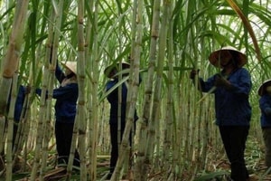 Cổ phiếu mía đường: 'Ngọt ngào' trở lại