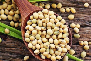 Xuất khẩu khô đậu nành của Brazil đạt mức nhất trong 17 năm