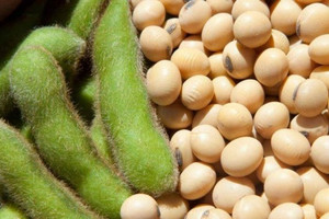 Phân tích đậu tương, dầu đậu tương ngày 16/08: Nhà họ đậu đảo chiều tăng mạnh