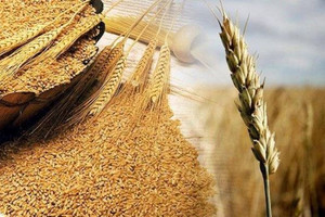 Thị trường hàng hóa 18/8: Dầu thô tiếp đà giảm, Lúa mỳ quay đầu giảm mạnh