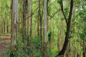 Đầu tư đất rừng muốn mua thì dễ, muốn "nhả" không dễ
