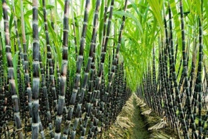Phân tích đường ngày 25/08/2021: Áp lực bán tăng mạnh vào cuối phiên