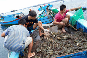 Sau 3 - 4 đợt dịch, giá tôm hùm tăng cao nhất trong 3 năm