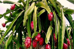 Hàng nghìn tấn thanh long "nằm dài" chờ thông quan