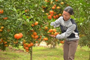 Tiêu thụ cây ăn quả có múi chính vụ gặp nhiều khó khăn