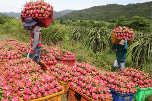 Thanh long Việt Nam nhiễm COVID-19, Trung Quốc ngừng nhập khẩu