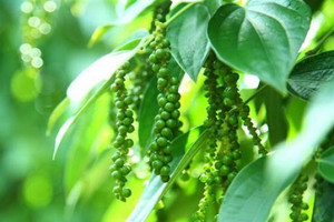 Giá tiêu hôm nay 3/1: Ổn định, hướng tới mốc 1 tỷ USD xuất khẩu trong năm 2022