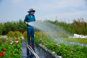 Tết Nguyên đán đang đến gần, chủ vườn hoa "ngồi trên đống lửa"