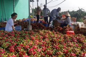 Đồng hành cùng nông dân nỗ lực giải cứu thanh long