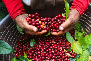 Giá cà phê hôm nay 15/9: Arabica tiếp tục lao dốc