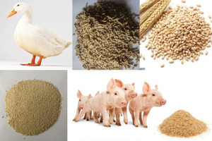 Giải pháp nào làm "hạ nhiệt" giá thức ăn chăn nuôi?