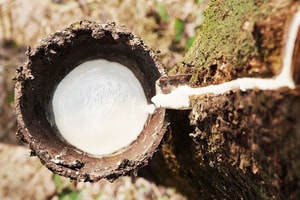 Cao su Đắk Lắk (DRI) muốn niêm yết cổ phiếu trên HNX