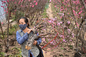 Hãng hàng không bán vé kiêm luôn bán đào, mai Tết