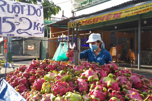 Chủ kho "bùng hàng", nông dân trồng thanh long "đỏ mắt"