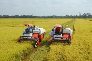 Giá lúa gạo hôm nay 11/1: Giá lúa giảm nhẹ, giá gạo xuất khẩu ổn định