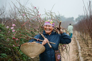 Người dân trồng đào "tất bật" chuẩn bị phục vụ Tết