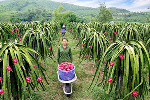 Thanh long nối lại xuất khẩu sau gần 5 tháng gián đoạn