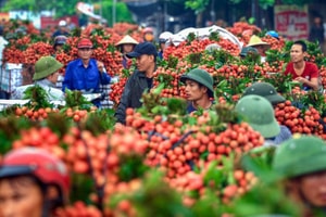 Nông sản dư thừa, nhà máy chế biến vẫn hoạt động dưới công suất