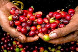 Giá cà phê hôm nay 15/1: Giảm nhẹ trên thị trường thế giới