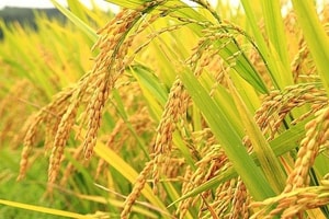 Giá lúa gạo hôm nay 15/1: Giá gạo xuất khẩu tiếp đà giảm