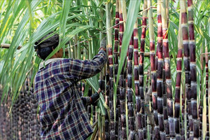 Mía đến vụ, lòng tham đến mùa