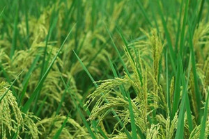 Giá lúa gạo hôm nay 17/1: Xu hướng đi xuống ngày cận Tết