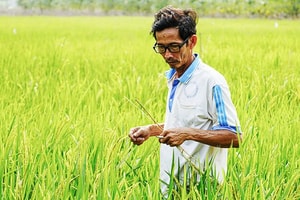 Giá lúa gạo hôm nay 19/1: Giá lúa ổn định, giá gạo tiếp đà giảm
